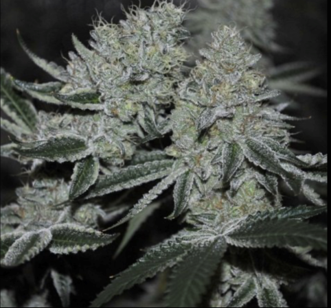 cherry cookies f2